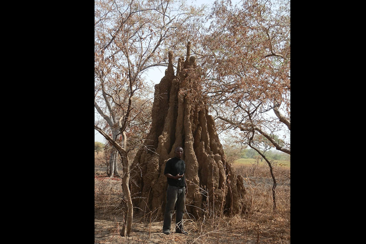 El gran termitero
La sabana boscosa de la llanura aluvial del r&iacute;o Pendjar&iacute; (Parque Nacional de Arly, Burkina Fasso) guarda algunos secretos, algunos en forma de grandes monumentos a modo de rascacielos o catedrales gaudianas, al menos para las termitas que lo han construido. Las termitas son uno de los integrantes m&aacute;s importantes de la sabana, y construyen estas fortalezas con su saliva y excrementos, que aportan a la arcilla que la conforma. Tiene una gran resistencia y a veces es imposible romperlas con un mazo. Son grande productoras de metano, uno de los gases de efecto invernadero, pero ellas no son las culpables del cambio clim&aacute;tico. Llevan mucho tiempo en la Tierra, mucho antes de que lleg&aacute;ramos nosotros.